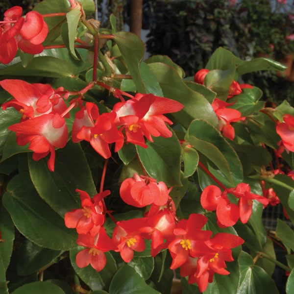 B. ‘Christmas Candy’